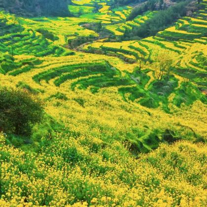 宏村景区+婺源篁岭+九华山+合肥5日4晚跟团游 宏村景区+婺源篁岭+九华山+合肥5日4晚跟团游