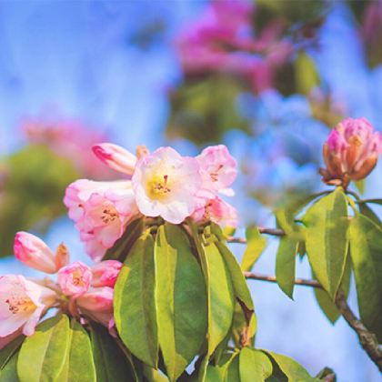 贵州黄果树景区+西江千户苗寨+荔波6日5晚私家团 贵州黄果树景区+西江千户苗寨+荔波6日5晚私家团