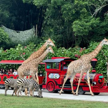 广州+广州长隆度假区+佛山+顺德区5日4晚拼小团 广州+广州长隆度假区+佛山+顺德区5日4晚拼小团