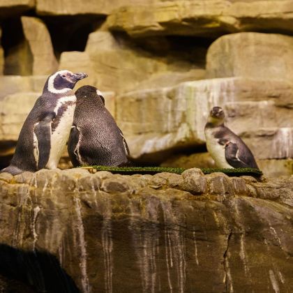 美国8日6晚私家团 美国8日6晚私家团