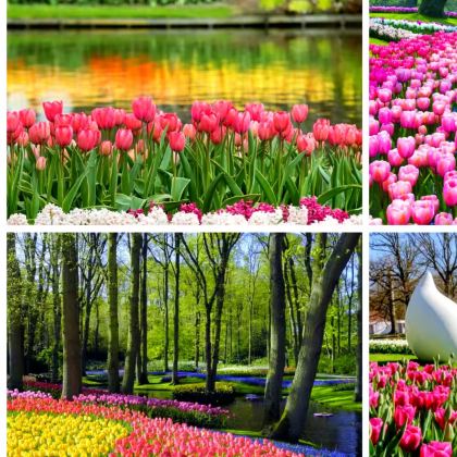 荷兰7日6晚私家团 荷兰7日6晚私家团