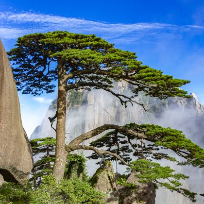 黄山风景区+婺源+宏村+西递+徽州古城6日5晚跟团游 黄山风景区+婺源+宏村+西递+徽州古城6日5晚跟团游