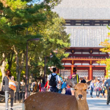 日本大阪+奈良市+京都6日5晚跟团游 日本大阪+奈良市+京都6日5晚跟团游