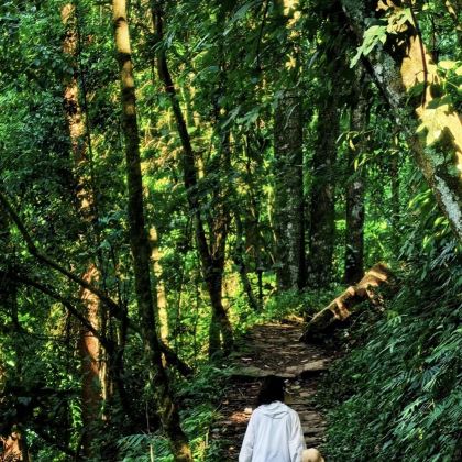 亲近自然·保山腾冲6日游学亲子营丨高黎贡山轻徒步丨解锁自然密码丨山野BBQ丨火山公园地理小课堂丨温泉煮鸡蛋丨古韵和顺古镇丨采茶制茶丨手工制作皮影丨咖啡小课堂丨手冲咖啡下午茶丨特色美食丨亲子奇趣时光 亲近自然·保山腾冲6日游学亲子营丨高黎贡山轻徒步丨解锁自然密码丨山野BBQ丨火山公园地理小课堂丨温泉煮鸡蛋丨古韵和顺古镇丨采茶制茶丨手工制作皮影丨咖啡小课堂丨手冲咖啡下午茶丨特色美食丨亲子奇趣时光