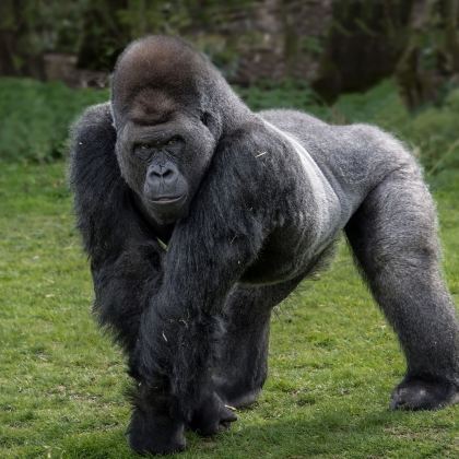 卢旺达2日1晚跟团游 卢旺达2日1晚跟团游