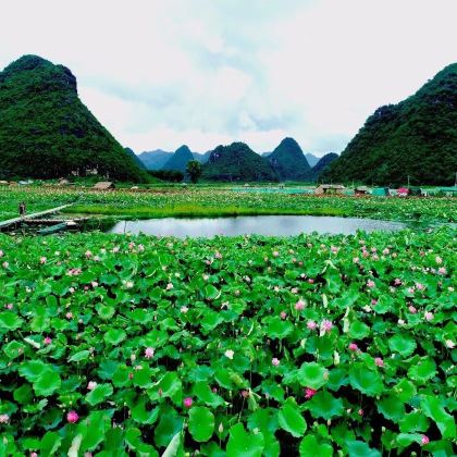 云南普者黑景区+西荒湿地+青龙山+仙人洞2日1晚跟团游