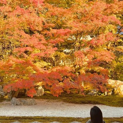 日本东京+京都+大阪8日7晚私家团 日本东京+京都+大阪8日7晚私家团