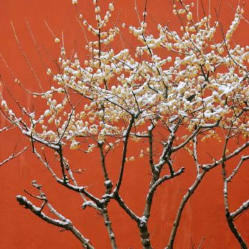 南京+南京博物院+红山森林动物园4日3晚私家团 南京+南京博物院+红山森林动物园4日3晚私家团