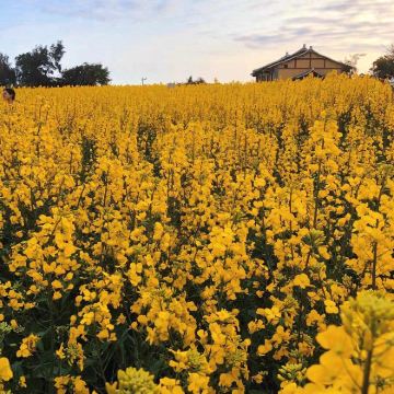 莆田+湄洲岛4日3晚私家团 莆田+湄洲岛4日3晚私家团