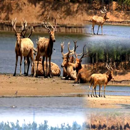 盐城中华麋鹿园+荷兰花海+条子泥景区+丹顶鹤湿地生态旅游区4日3晚私家团 盐城中华麋鹿园+荷兰花海+条子泥景区+丹顶鹤湿地生态旅游区4日3晚私家团