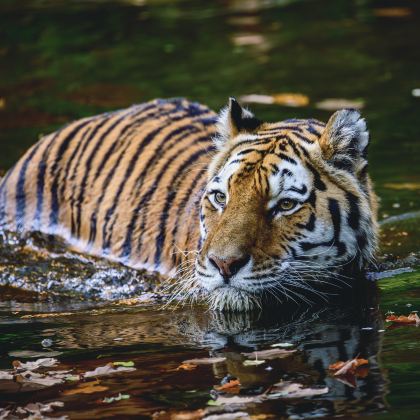 印度阿格拉+伦腾博尔国家公园+斋浦尔+乌代布尔+焦特布尔+普什卡梵天庙10日9晚私家团 印度阿格拉+伦腾博尔国家公园+斋浦尔+乌代布尔+焦特布尔+普什卡梵天庙10日9晚私家团