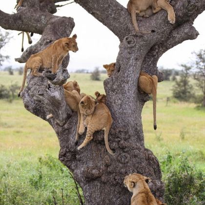 南非+民俗文化村+时光之桥+总统府+教堂广场+十二门徒峰+好望角+桌山+莫塞尔港邮政树10日8晚私家团 南非+民俗文化村+时光之桥+总统府+教堂广场+十二门徒峰+好望角+桌山+莫塞尔港邮政树10日8晚私家团