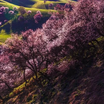 新疆南疆+龟兹小巷(库车老城)+盘龙古道+白沙山-白沙湖景区8日7晚私家团 新疆南疆+龟兹小巷(库车老城)+盘龙古道+白沙山-白沙湖景区8日7晚私家团