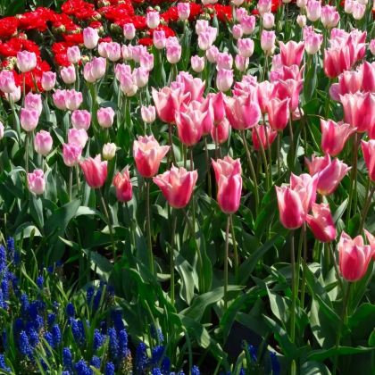 德国+荷兰9日7晚自由行 德国+荷兰9日7晚自由行