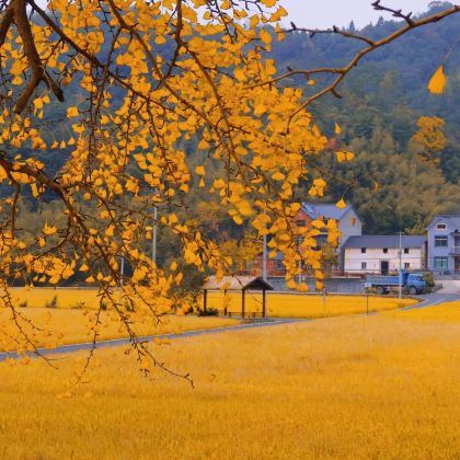 浙江杭州+指南村+径山寺3日2晚自由行 浙江杭州+指南村+径山寺3日2晚自由行
