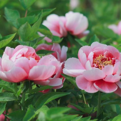 郑州+登封+洛阳+焦作+开封8日7晚私家团 郑州+登封+洛阳+焦作+开封8日7晚私家团