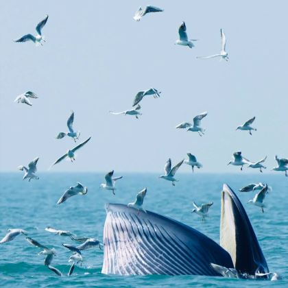 动物保护 · 广西北海崇左百色7日亲子营丨追寻布氏鲸&中华白海豚&白头叶猴,明仕田园骑行,天坑之都乐业洞降探洞,体验砍香蕉、古法红糖制作,涠洲岛家庭海鲜挑战赛! 动物保护 · 广西北海崇左百色7日亲子营丨追寻布氏鲸&中华白海豚&白头叶猴,明仕田园骑行,天坑之都乐业洞降探洞,体验砍香蕉、古法红糖制作,涠洲岛家庭海鲜挑战赛!