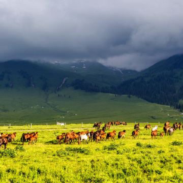 新疆北疆+乌鲁木齐+禾木风景区+喀纳斯景区+赛里木湖10日9晚拼小团 新疆北疆+乌鲁木齐+禾木风景区+喀纳斯景区+赛里木湖10日9晚拼小团
