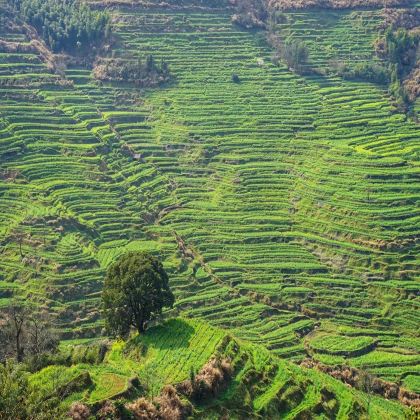 黄山风景区+西递+宏村2日1晚跟团游 黄山风景区+西递+宏村2日1晚跟团游