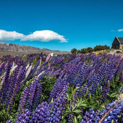 新西兰南岛+基督城+格雷茅斯+福克斯冰川镇+瓦纳卡+皇后镇+蒂阿瑙+奥克兰13日12晚私家团 新西兰南岛+基督城+格雷茅斯+福克斯冰川镇+瓦纳卡+皇后镇+蒂阿瑙+奥克兰13日12晚私家团