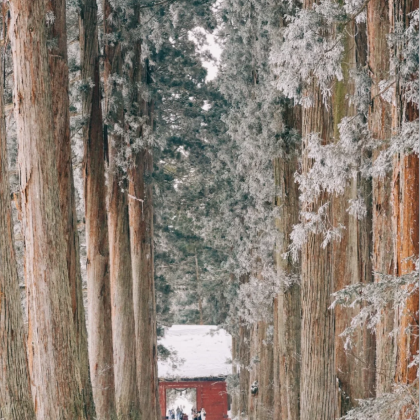 日本东京+轻井泽町+草津町8日7晚私家团 日本东京+轻井泽町+草津町8日7晚私家团