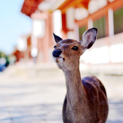 日本名古屋+京都+大阪6日5晚拼小团 日本名古屋+京都+大阪6日5晚拼小团