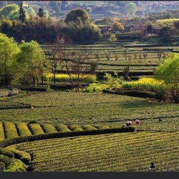 丽水缙云仙都景区+云和梯田景区+景宁云中大漈+松阳+古堰画乡旅游度假区5日4晚私家团 丽水缙云仙都景区+云和梯田景区+景宁云中大漈+松阳+古堰画乡旅游度假区5日4晚私家团