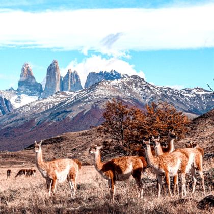 智利圣地亚哥+复活节岛+百内国家公园+瓦尔帕莱索9日8晚拼小团 智利圣地亚哥+复活节岛+百内国家公园+瓦尔帕莱索9日8晚拼小团