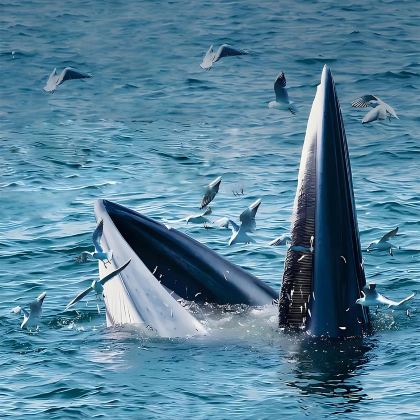 亲近自然•寻鲸山海记6天5晚亲子营 | 在野宿集蘑菇屋 | 伏那秘境徒步·涠洲岛观鲸·三娘湾追粉海豚·白头叶猴观察·珊瑚认养·田园骑行·竹筏下午茶等15+亲子体验【专业亲子导游+全程摄影跟拍】品味舌尖桂西南 亲近自然•寻鲸山海记6天5晚亲子营 | 在野宿集蘑菇屋 | 伏那秘境徒步·涠洲岛观鲸·三娘湾追粉海豚·白头叶猴观察·珊瑚认养·田园骑行·竹筏下午茶等15+亲子体验【专业亲子导游+全程摄影跟拍】品味舌尖桂西南