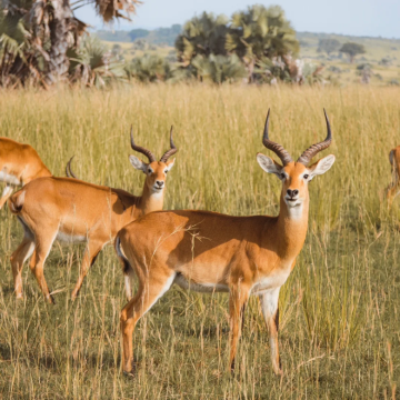 乌干达8日7晚跟团游 乌干达8日7晚跟团游