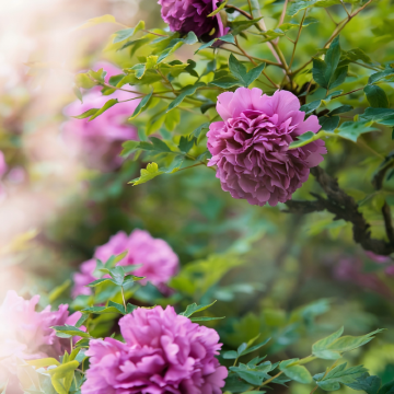 河南郑州+洛阳+开封3日2晚私家团 河南郑州+洛阳+开封3日2晚私家团