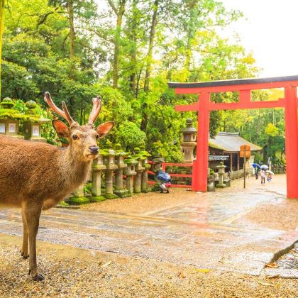 日本东京+大阪+京都6日跟团游 日本东京+大阪+京都6日跟团游