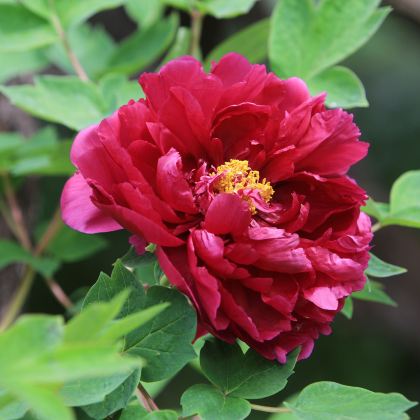 河南郑州+洛阳+陕西西安6日5晚私家团 河南郑州+洛阳+陕西西安6日5晚私家团