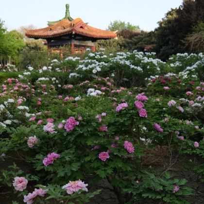 河南郑州+洛阳+开封+云台山风景名胜区4日3晚私家团 河南郑州+洛阳+开封+云台山风景名胜区4日3晚私家团