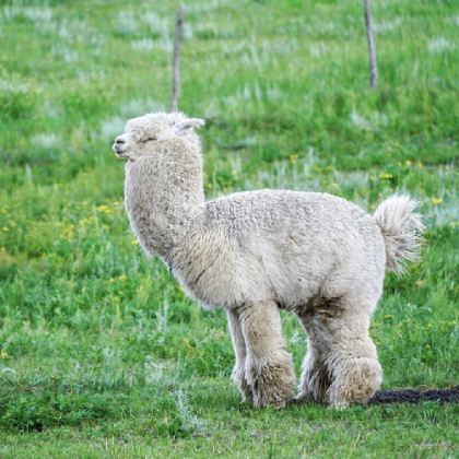 秦皇岛+北戴河+承德+木兰围场+坝上+乌兰布统旅游区5日4晚私家团 秦皇岛+北戴河+承德+木兰围场+坝上+乌兰布统旅游区5日4晚私家团