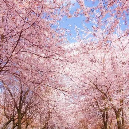 黄果树景区+荔波小七孔景区+肇兴侗寨6日5晚私家团 黄果树景区+荔波小七孔景区+肇兴侗寨6日5晚私家团