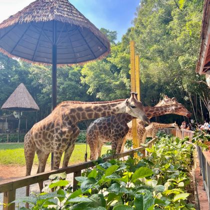 广东广州+广州长隆度假区3日2晚拼小团 广东广州+广州长隆度假区3日2晚拼小团