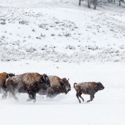 美国西海岸+洛杉矶市+黄石国家公园+布莱斯峡谷13日跟团游 美国西海岸+洛杉矶市+黄石国家公园+布莱斯峡谷13日跟团游