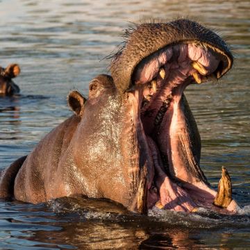 肯尼亚+南非+津巴布韦+赞比亚15日13晚自由行 肯尼亚+南非+津巴布韦+赞比亚15日13晚自由行