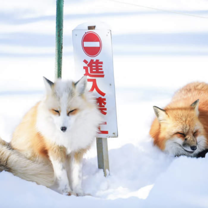 日本东京+银山温泉+大内宿+新宿御苑5日4晚私家团 日本东京+银山温泉+大内宿+新宿御苑5日4晚私家团