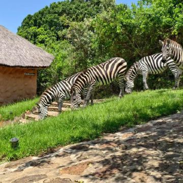 肯尼亚内罗毕+奈瓦沙+纳库鲁+马赛马拉国家公园+安博塞利7日6晚拼小团 肯尼亚内罗毕+奈瓦沙+纳库鲁+马赛马拉国家公园+安博塞利7日6晚拼小团