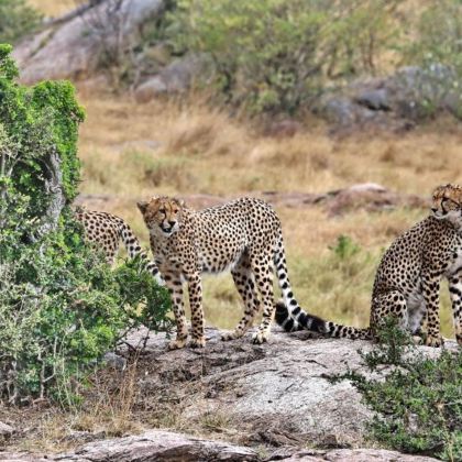 肯尼亚12日11晚私家团 肯尼亚12日11晚私家团