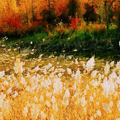 139胡杨秘境自驾公路+塔里木胡杨林公园2日1晚跟团游 139胡杨秘境自驾公路+塔里木胡杨林公园2日1晚跟团游