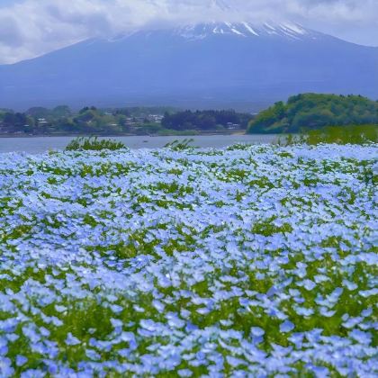 日本大阪+京都+富士山+东京6日5晚跟团游 日本大阪+京都+富士山+东京6日5晚跟团游