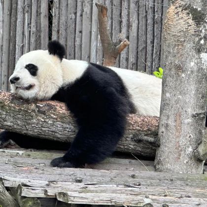 成都+都江堰景区+峨眉山+成都大熊猫繁育研究基地5日4晚私家团 成都+都江堰景区+峨眉山+成都大熊猫繁育研究基地5日4晚私家团