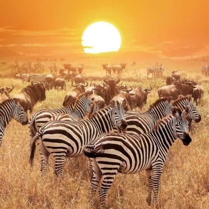 坦桑尼亚12日9晚自由行 坦桑尼亚12日9晚自由行