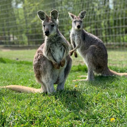 澳大利亚悉尼+凯恩斯+墨尔本11日9晚拼小团 澳大利亚悉尼+凯恩斯+墨尔本11日9晚拼小团