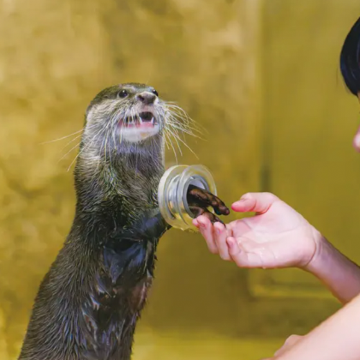日本冲绳+冲绳美丽海水族馆+美国村+DMM Kariyushi水族馆+古宇利岛+青之洞窟+波上宫+濑长岛+部濑名海中公园6日5晚拼小团 日本冲绳+冲绳美丽海水族馆+美国村+DMM Kariyushi水族馆+古宇利岛+青之洞窟+波上宫+濑长岛+部濑名海中公园6日5晚拼小团