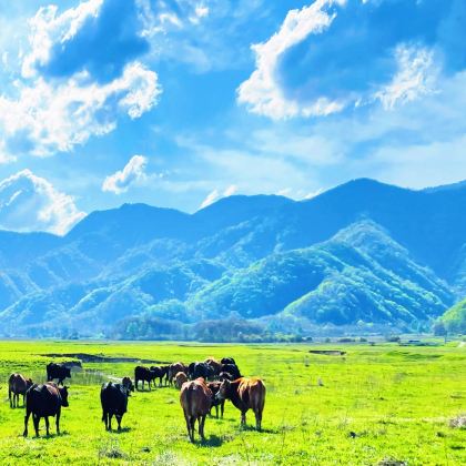 神农架+大九湖国家湿地公园+武当山5日4晚私家团 神农架+大九湖国家湿地公园+武当山5日4晚私家团