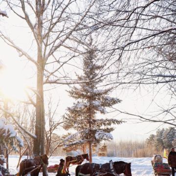 长春+长白山+雪乡+哈尔滨6日5晚私家团 长春+长白山+雪乡+哈尔滨6日5晚私家团